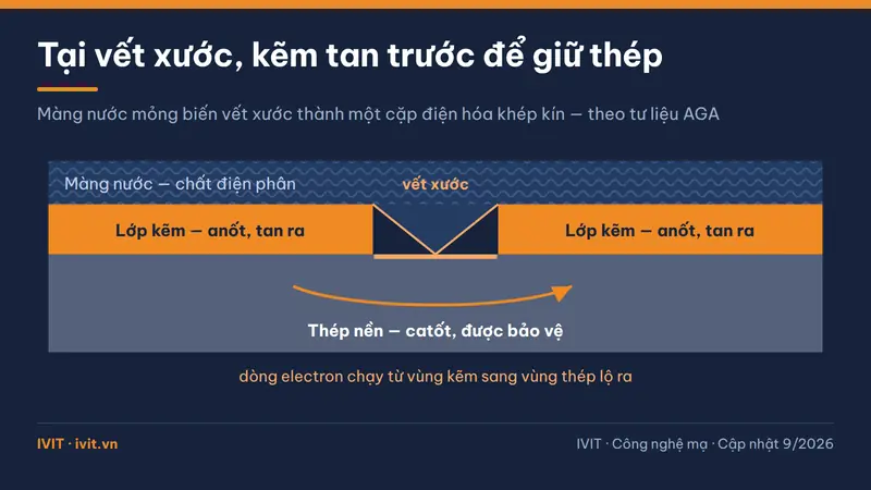 Mặt cắt màng nước trên vết xước lớp kẽm, kẽm làm anốt tan ra và thép làm catốt được giữ nguyên